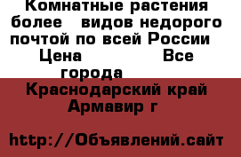 Комнатные растения более200видов недорого почтой по всей России › Цена ­ 100-500 - Все города  »    . Краснодарский край,Армавир г.